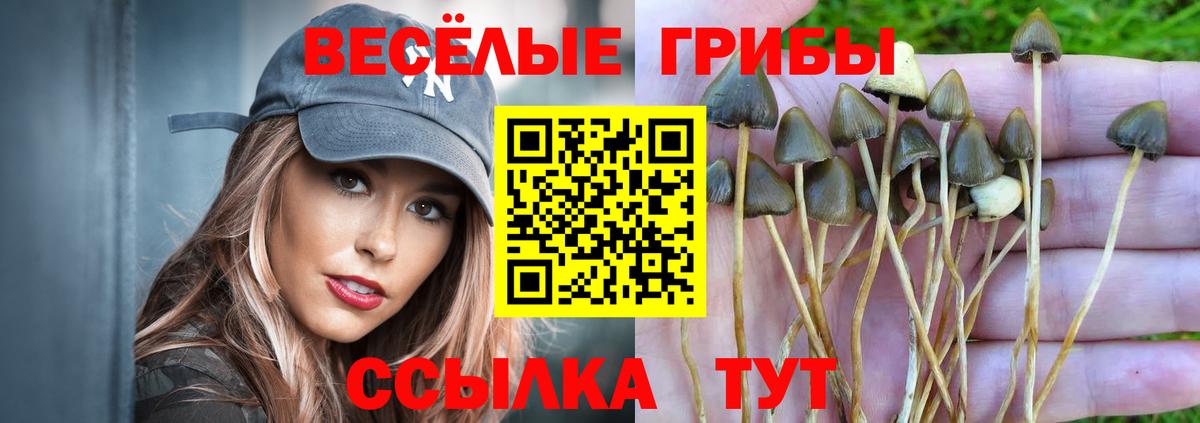 Псилоцибиновые грибы Cubensis Ростов Великий